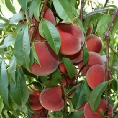 Персик ЮБИЛЕЙ СТОЛИЦЫ колонновидный в Слониме