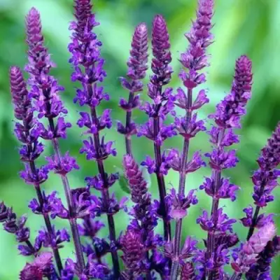 Шалфей КАРАДОНА в Слониме