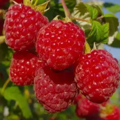 Малина ЭЛЕГАНТНАЯ в Слониме