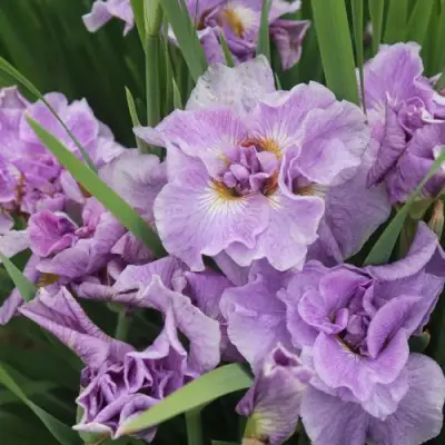 Ирис ХЭВИНГ ФАН сибирский в Слониме