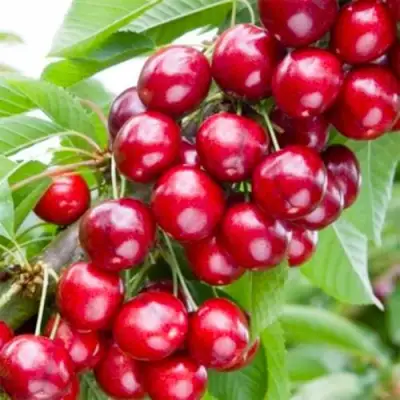 Вишня МАЛЮТКА колонновидная в Слониме