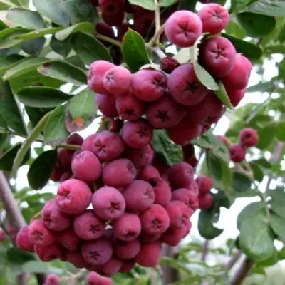 Рябина ТИТАН сладкоплодная  в Слониме