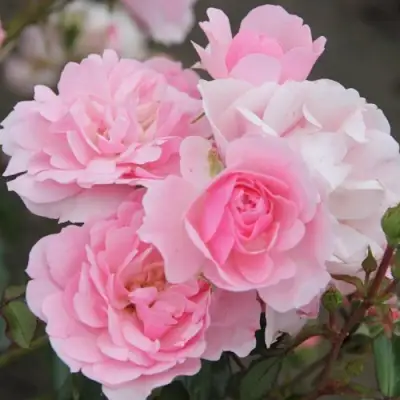 Роза БОНИКА флорибунда в Слониме