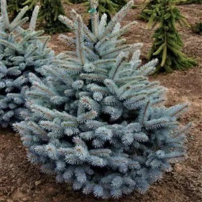 Ель МИСТИ БЛЮ голубая в Слониме