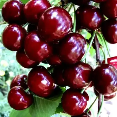 Черешня ОЛЕНЬКА в Слониме