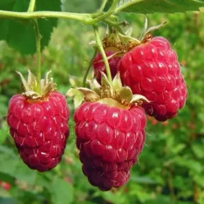 Малина ГОРДОСТЬ РОССИИ в Слониме