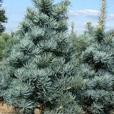 Пихта КОНКОЛОР в Слониме