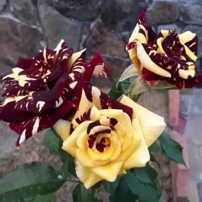 Роза АБРАКАДАБРА чайно-гибридная в Слониме