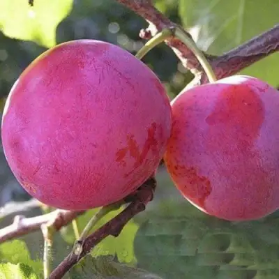 Слива ДЕЛИКАТНАЯ в Слониме