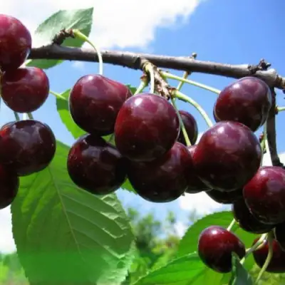 Дюк ЧУДО-ВИШНЯ в Слониме