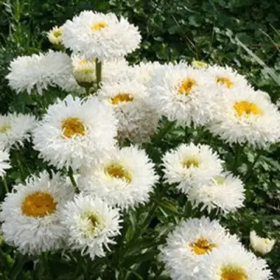 Нивяник КРЕЙЗИ ДЕЙЗИ наибольший в Слониме