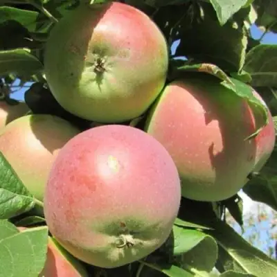 Яблоня МОСКОВСКОЕ ЗИМНЕЕ в Слониме