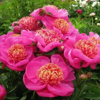 Пион ДОРИН травянистый в Слониме