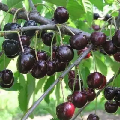 Черешня ЛЮБИМИЦА АСТАХОВА в Слониме