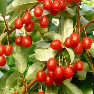 ГУМИ (ЛОХ МНОГОЦВЕТКОВЫЙ) в Слониме