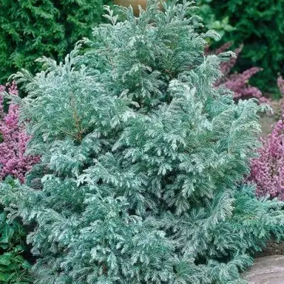 Кипарисовик БУЛЕВАРД горохоплодный в Слониме