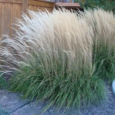 Вейник КАРЛ ФОРСТЕР остроцветковый в Слониме