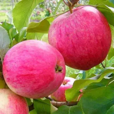 Яблоня РОЗОВЫЙ НАЛИВ в Слониме