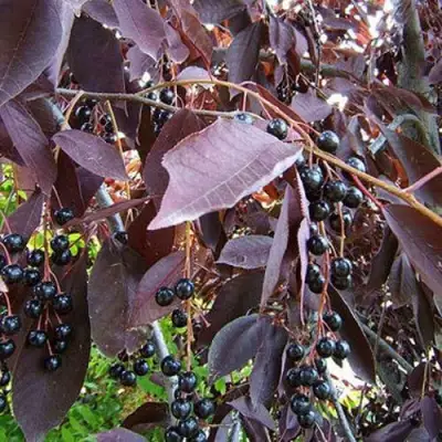 Черемуха виргинская ШУБЕРТ в Слониме