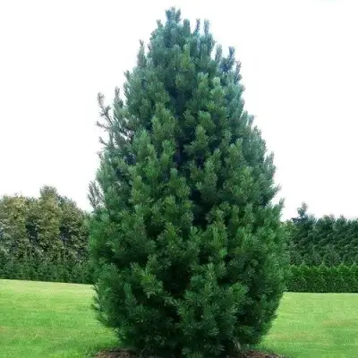 Сосна кедровая европейская в Слониме