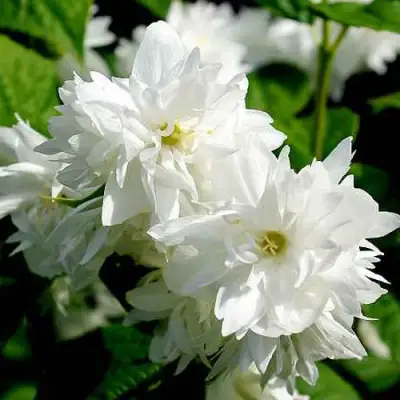 Жасмин ДАМ БЛАНШ в Слониме