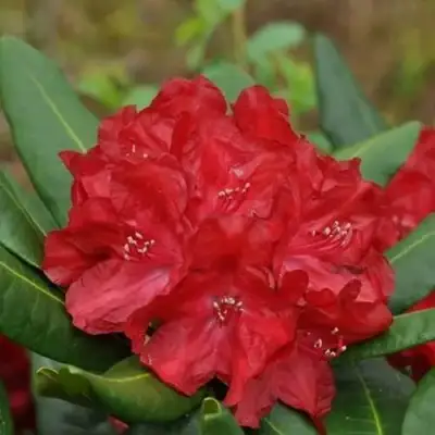 Рододендрон БУЗУКИ в Слониме