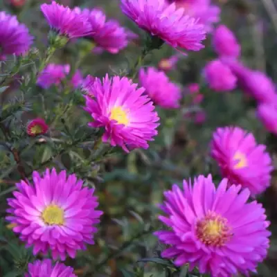 Астра КАРМИНКУППЕЛЬ в Слониме