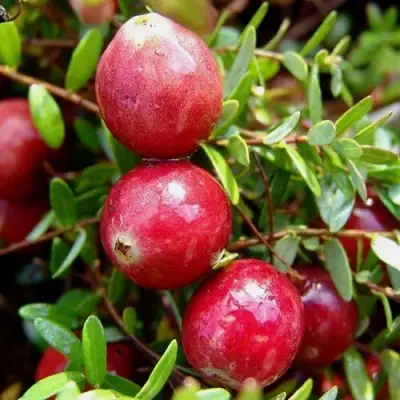 Клюква СТИВЕНС в Слониме