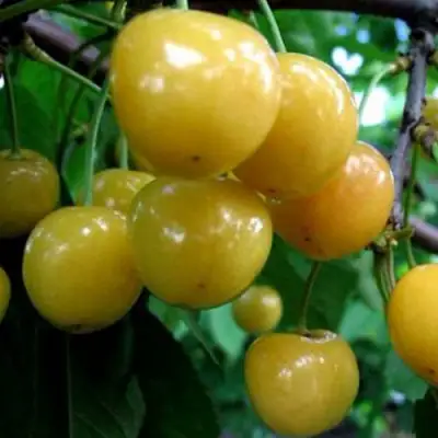 Черешня РОССОШАНСКАЯ ЗОЛОТАЯ в Слониме