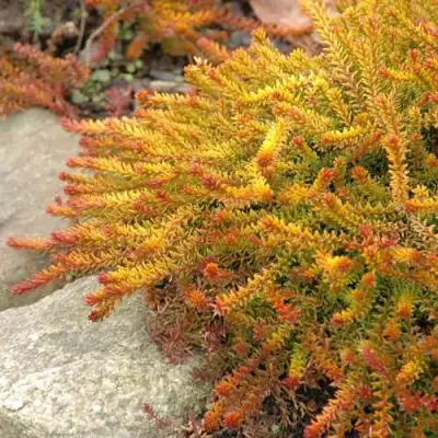 Водяника БЕРНШТЕЙН черная в Слониме