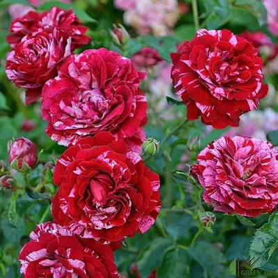 Роза ДИП ИМПРЕШН флорибунда в Слониме