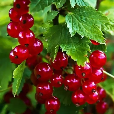 Смородина красная РОЛАН в Слониме