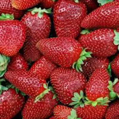 Клубника СКАЛА в Слониме