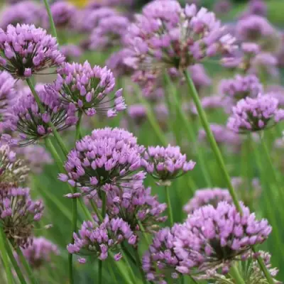 Лук угловатый в Слониме