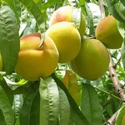 Персик СЕЯНЕЦ СТАРКА в Слониме