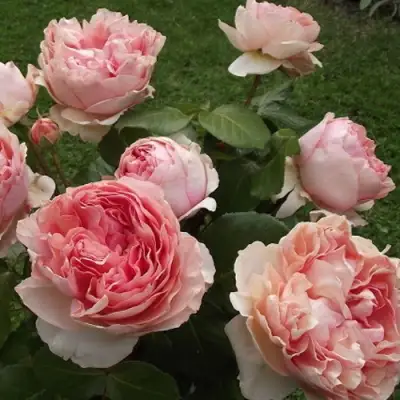 Роза ФИЛИНГ чайно-гибридная в Слониме