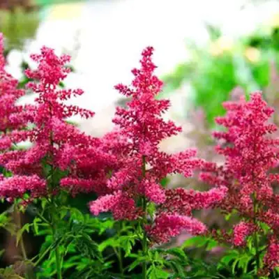 Астильба ЮНИК КАРМИН гибридная в Слониме