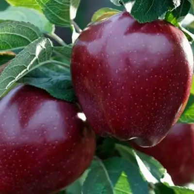 Яблоня РЕД ЧИФ в Слониме