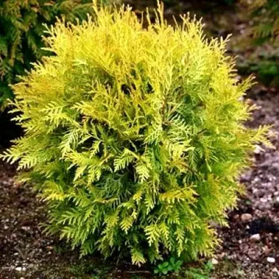 Туя ГЛОБОЗА АУРЕА западная в Слониме