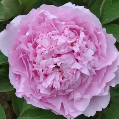 Пион ПРОЗРАЧНАЯ РОСА древовидный в Слониме