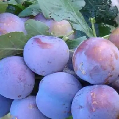 Слива НАГРАДА НЕМАНСКАЯ в Слониме