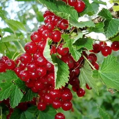 Смородина красная ГОЛЛАНДСКАЯ КРАСНАЯ в Слониме