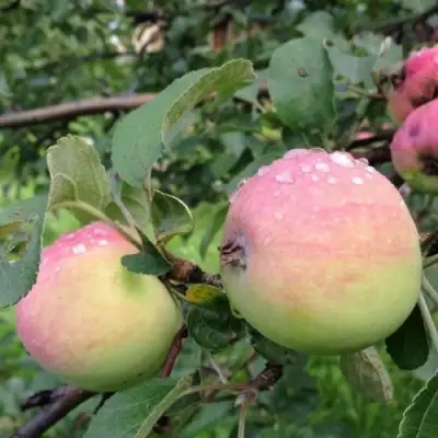 Яблоня УТРО в Слониме