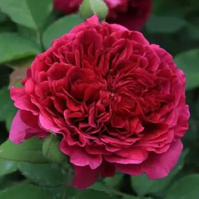 саженцы розы ТЕСС ОФ ЗЕ ДЭРБЕРВИЛЛЬ