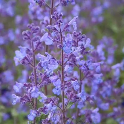 Котовник КИТ КЭТ фассена в Слониме