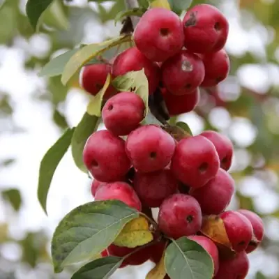 Яблоня РЕД ОБЕЛИСК колонновидная в Слониме