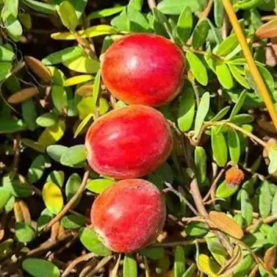 Клюква БАИН 6 в Слониме