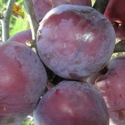 Слива ПАННА в Слониме