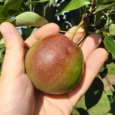 Груша КУПАЛА в Слониме