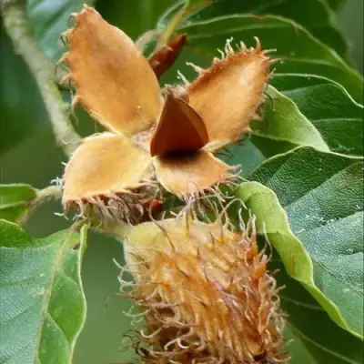 Бук обыкновенный в Слониме